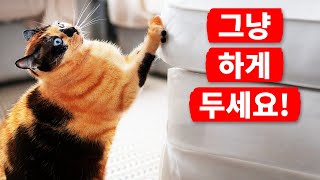 고양이 발톱의 원리는?