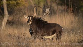 Lot 32 Zambian Sable Bull Ndembo