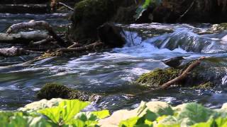 Dipper family in Dovedale