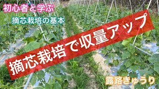 【摘芯栽培】露路きゅうりの基本を抑えて収量アップしよう！