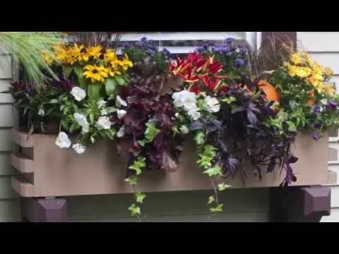 Window Boxes Planting Tips Window Boxes Planting Tips