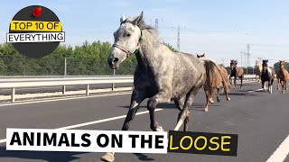 TOP 10 ANIMALS ON THE LOOSE VIDEOS