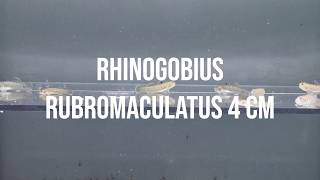 RHINOGOBIUS RUBROMACULATUS 4 CM