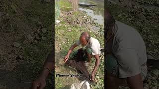 মুরুব্বির মাছ ধরা দেখলে মন ভরে যায়। Fishing in Village | Mamun Shaikh