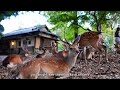 nara park walk discovering the legends of the sika deer 4k 奈良の鹿