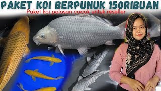 TURUN HARGA❗ADA PAKET KOI POLOSAN MURAH MERIAH DI ISA KOI BLITAR