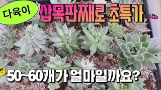 [판매완료] 2월 22일 다육이 삽목판째로 드립니다! 50-60개가량 초특가! #다육이 #금다육 #다육이키우기 #다육이창