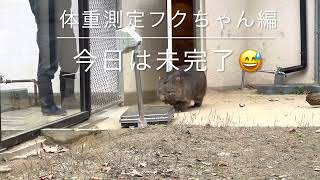 1/21 ユキちゃん、フクちゃん体重測定☺️