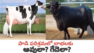 Cows or Buffaloes which are best for profitable Dairy | ఆవులా ? గేదెలా ?