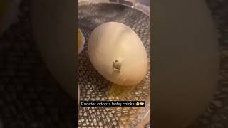 The INSIDE of an egg when there’s a chick!!! 🙊😧 You have to WATCH THIS!!! #shorts