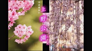 華麗美!! 平成最後の上野公園【お花見】2019