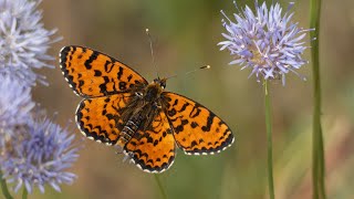 motyl przeplatka didyma (Melitaea didyma; Spotted Fritillary butterfly)