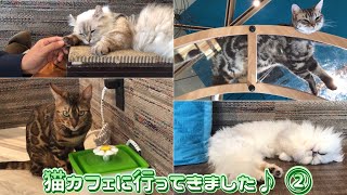 元気いっぱいのベンガルくん💕猫好き夫婦  猫カフェに行く Episode 2 ♪〜猫喫茶 「空陸家 福岡東店」〜