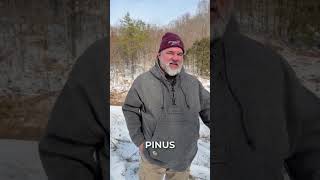 Winter Tree ID: Spot Species Easily With This Method!
