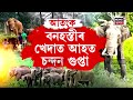 numaligarh elephant news নুমলীগড়ত হাতী মানুহৰ সংঘাত ঘৰ ভাঙি ধানৰ বস্তা লৈ গ’ল বন্যহস্তীয়ে n18v