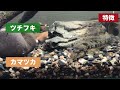 【採取記録】カマツカ（ガサガサ採取記録no ８）