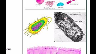 Histology- First -Lec 1