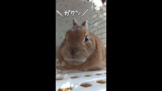 本日のコックリ(笑)ガクンとなってもしぶとく寝続けるうさぎさん　rabbit is sleeping today【うさぎカフェ ぽっぷ Pop】　#Shorts