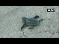 WATCH Hundreds of Olive Ridley turtles make their way to the sea after hatching from their nests bur