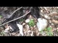 cruel killing and eating of dogs in south korea