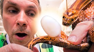 EGG BOUND SNAKE!! SATISFYING EGG REMOVAL TO SAVE HER LIFE!! | BRIAN BARCZYK