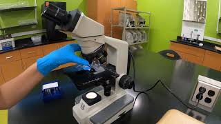 Lab 1 - Microscopy
