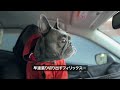 【3度目】麻酔がリスクの犬と年齢も遅かった避妊手術物語