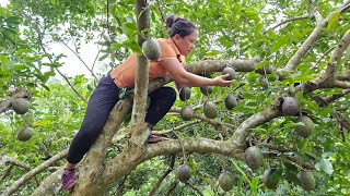 Harvesting Soursop Fruit Goes to the market sell - Boil chicken for lunch - Ly Thi Ca