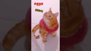 奴才帶了野生小鳥回家 都市貓咪們全傻了 #cat #shorts #ShortsTW