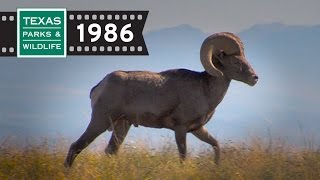 Desert Bighorns - From The Archives (1986)