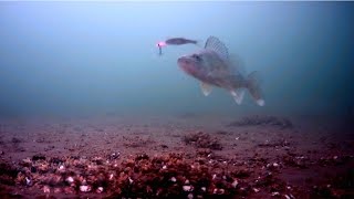 Live-Strike Walleyes - Sure-Fire Jigging Techniques (Walleye Whip/Nae Nae)