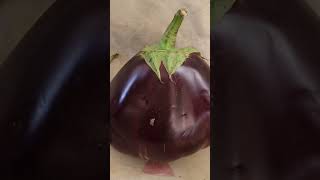 🍆Aydın'ın en büyük patlıcanı Salı Pazarı'nda görüntülendi 🍆Bu patlıcan iki kilo ve fiyatı 20 lira