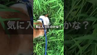 【愛犬コーギーと下僕の思い出】散歩中、草むらで悶える主　#コーギー #癌 #リンパ腫 #失明 #2022.10.9逝く