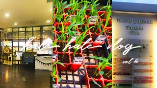 【vlog 社会人】#6 田園調布のおしゃれドッグカフェ｜種と苗の買い物＆畑の野菜の成長｜食品衛生責任者取得