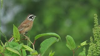 ホオジロ(Meadow Bunting)の鳴き声（地鳴き）May 15,2016