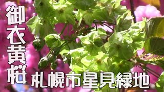 緑色の桜 御衣黄桜 札幌市星見緑地2022/5/9