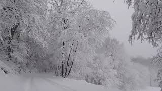 Relaxing Snowfall 2 Hours   Sound of Light Wind Breeze and Falling Snow in Forest Part 2