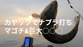 カヤックでナブラ打ち　マゴチ\u0026巨大○○○