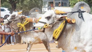 తాడూరు సీనియర్స్ విభాగము బండలాగుడు పోటీలు 12వ పులి చిన్న ఓబుల్ రెడ్డి మూడు రాళ్లపల్లి-taduru videos