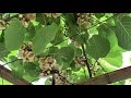 kiwi actinidia deliciosa flowering