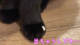 朝の猫運動会するよ〜！嬉しすぎて大爆走＆舌しまい忘れたりetc