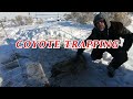 COYOTE TRAPPING- Lots of catches, season's first triple