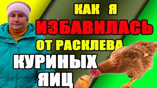 Расклев яиц у кур. Причины и мои решения.