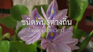 ชนิดพันธุ์ต่างถิ่น วิทยาศาสตร์ ม.4-6 (ชีววิทยา)