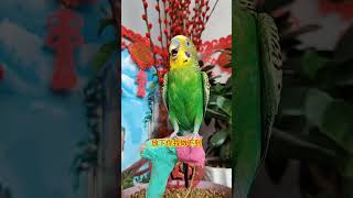 #带着宠物去赏花 #年轻人养宠图鉴 #你好新学期  #parrot #pets #cute