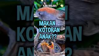 Aneh, perilaku induk burung memakan kotoran anaknya #edukasi #unik #adaadaaja