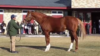 グランデッツァ Grandezza - ブリーダーズ・スタリオンステーション種牡馬展示会2019