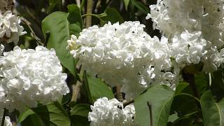 White Lilac - Syringa vulgaris - Sýrenur - Dísarunnar - Skrautrunni - Hvít blóm