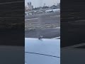 pigeon goes for a plane ride