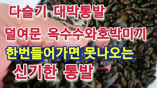 다슬기통발  한번들어가면 절대 빠져나오지 못하는 신기한통발